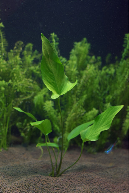 Large Anubias Hastifolia