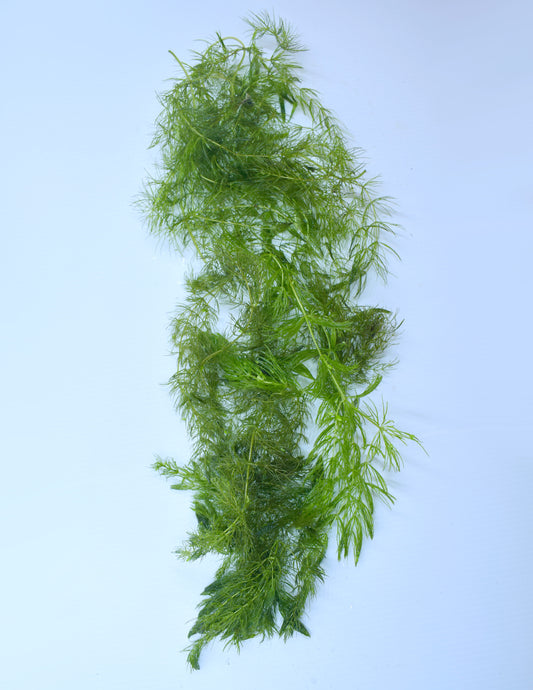 Ceratophyllum Demersum, "Hornwort"