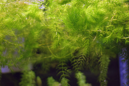 Ceratophyllum Demersum, "Hornwort"
