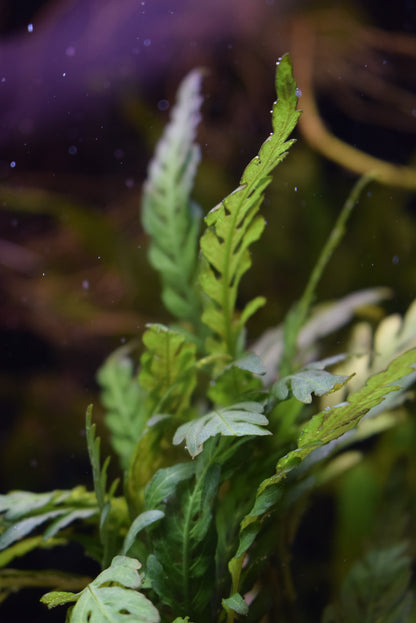 Hygrophila Pinnatifida
