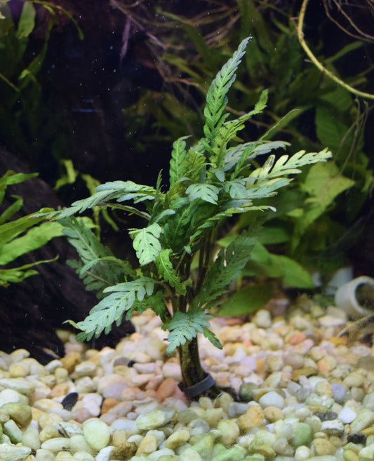 Hygrophila Pinnatifida