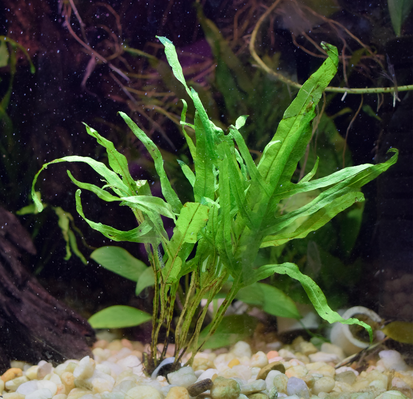 Microsorum Pteropus, var "Trident"