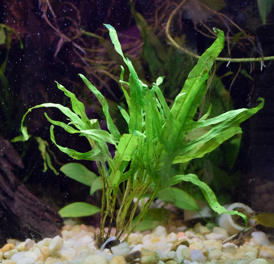 Microsorum Pteropus, var "Trident"
