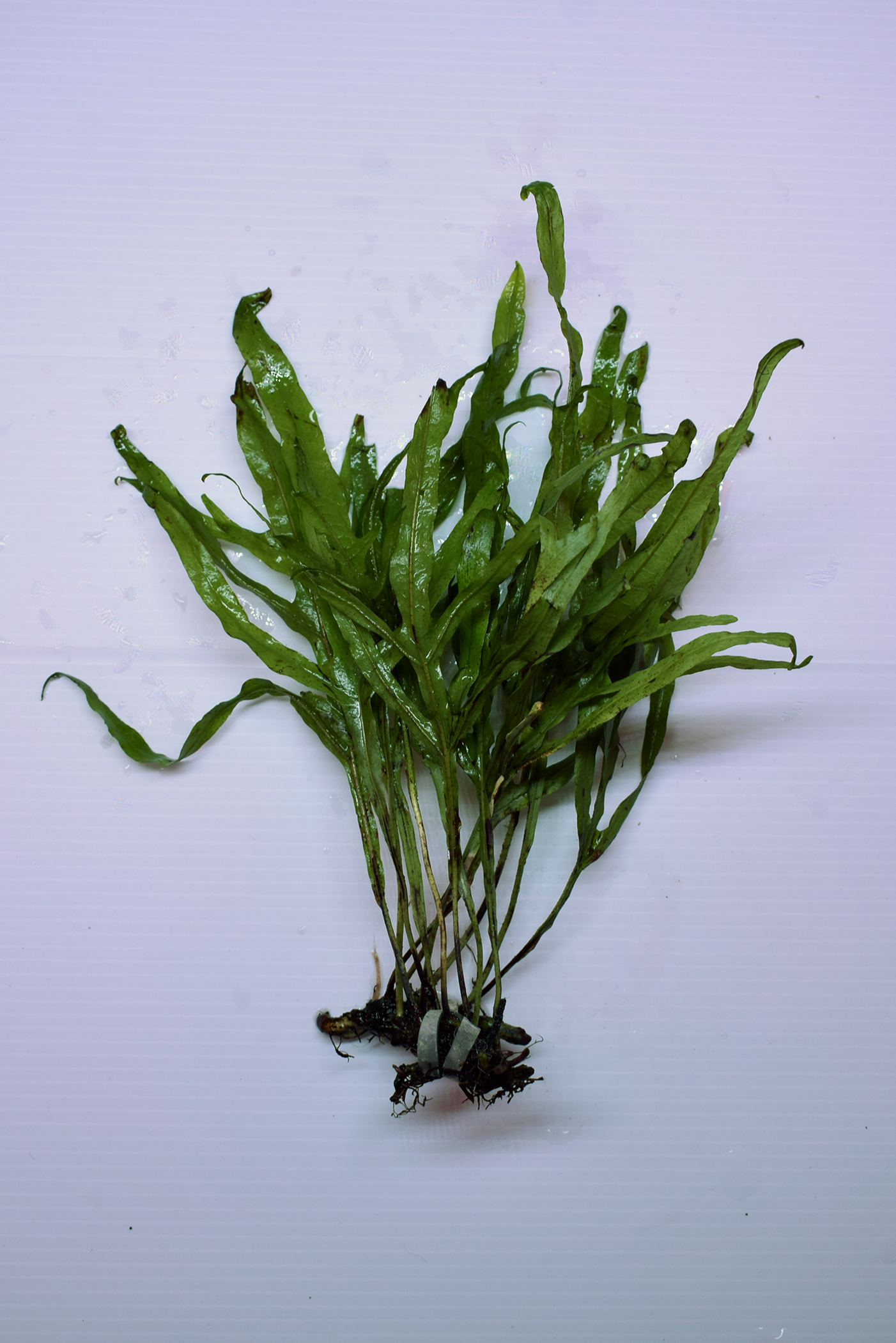 Microsorum Pteropus, var "Trident"