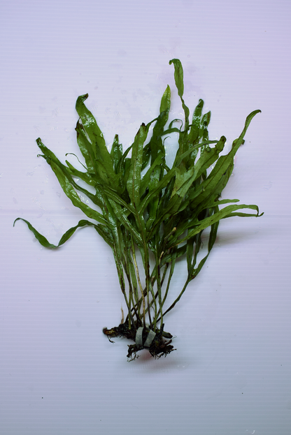 Microsorum Pteropus, var "Trident"