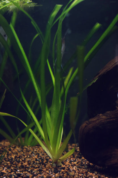 Vallisneria Gigantea, "Jungle Val"