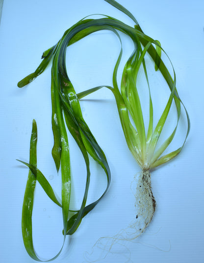 Vallisneria Gigantea, "Jungle Val"