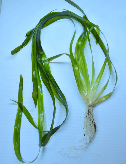Vallisneria Gigantea, "Jungle Val"