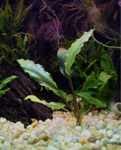 Lagenandra Keralensis