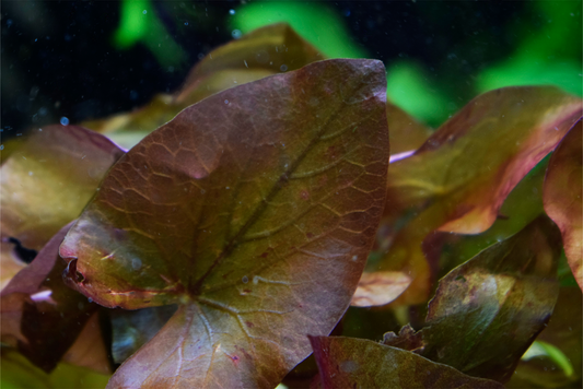 Nymphaea Stellata, "Dwarf Aquarium Lily"