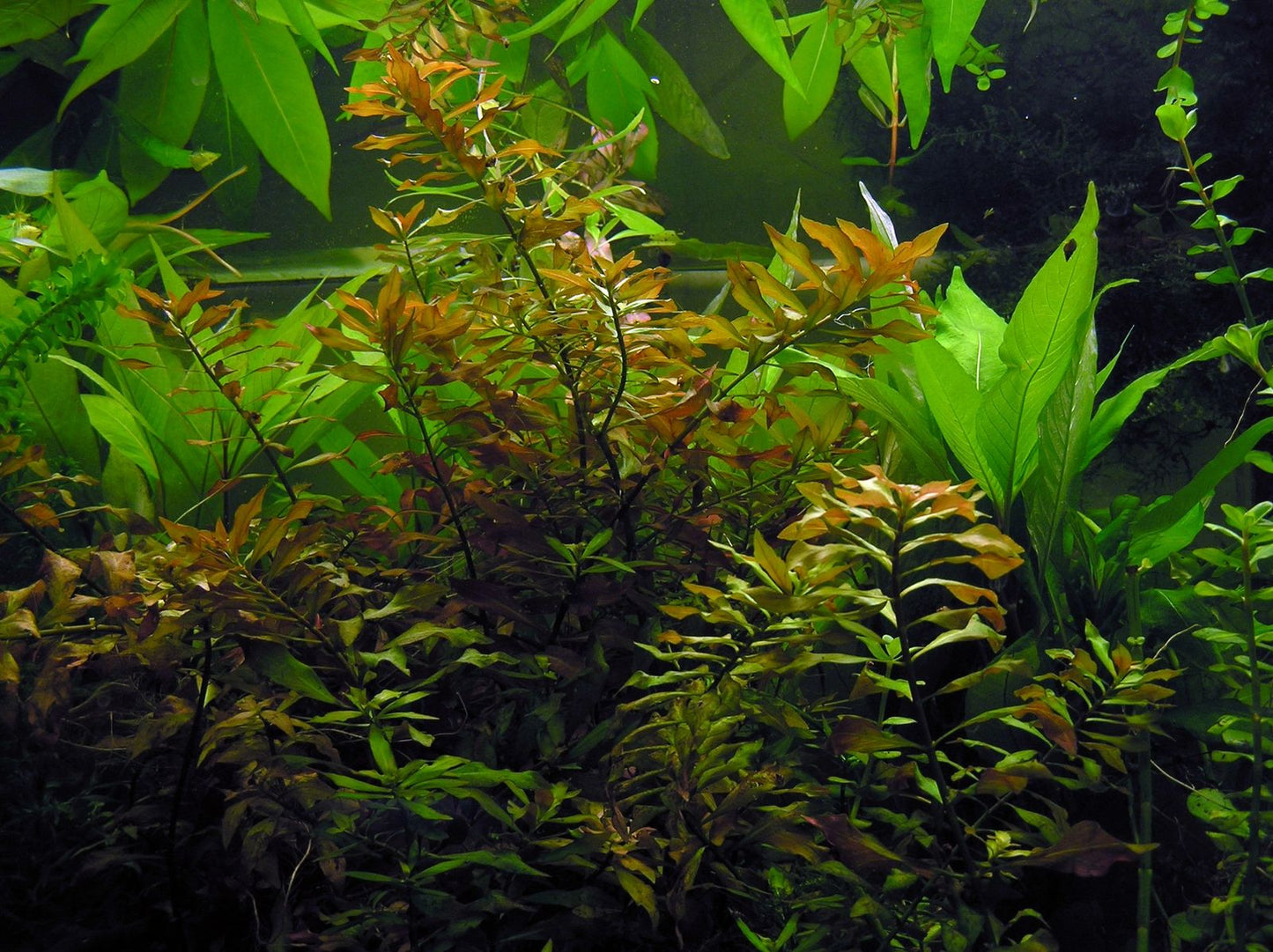 Ludwigia Repens var. "Narrow Leaf"