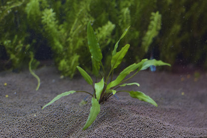 Cryptocoryne Wendtii var. "Lucens"
