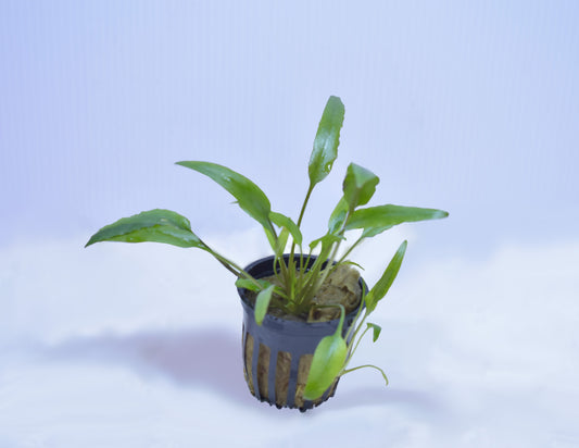 Cryptocoryne Wendtii var. "Lucens"