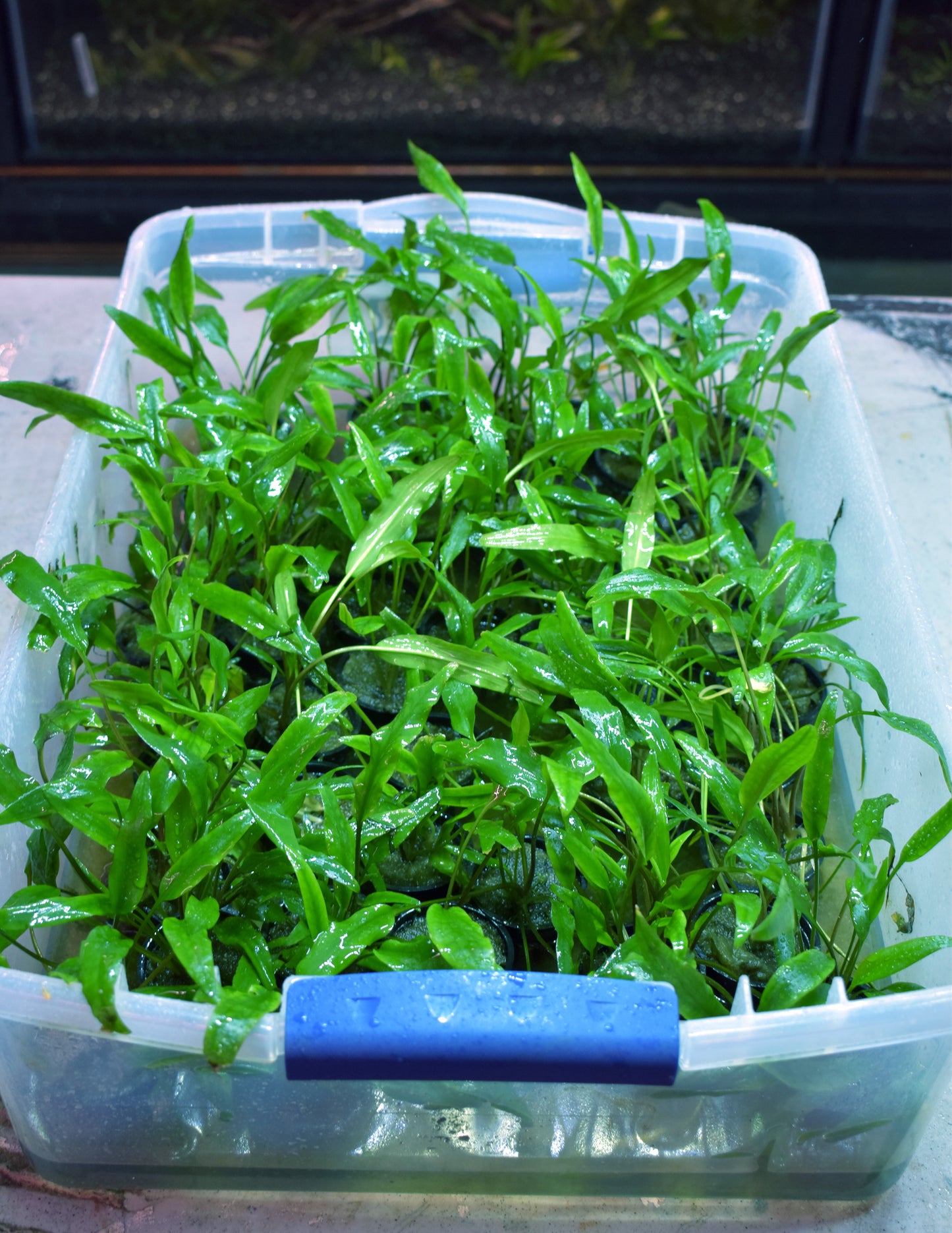 Cryptocoryne Wendtii var. "Lucens"