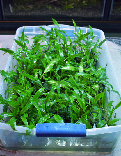 Cryptocoryne Wendtii var. "Lucens"