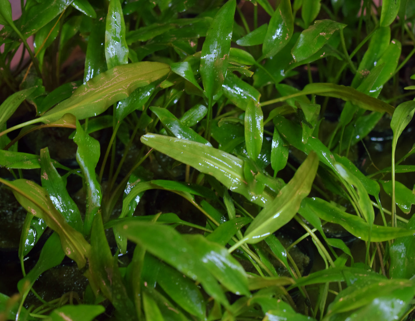 Cryptocoryne Wendtii var. "Lucens"