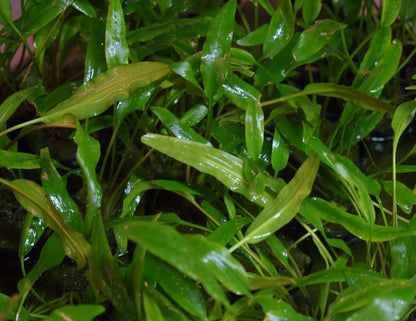 Cryptocoryne Wendtii var. "Lucens"