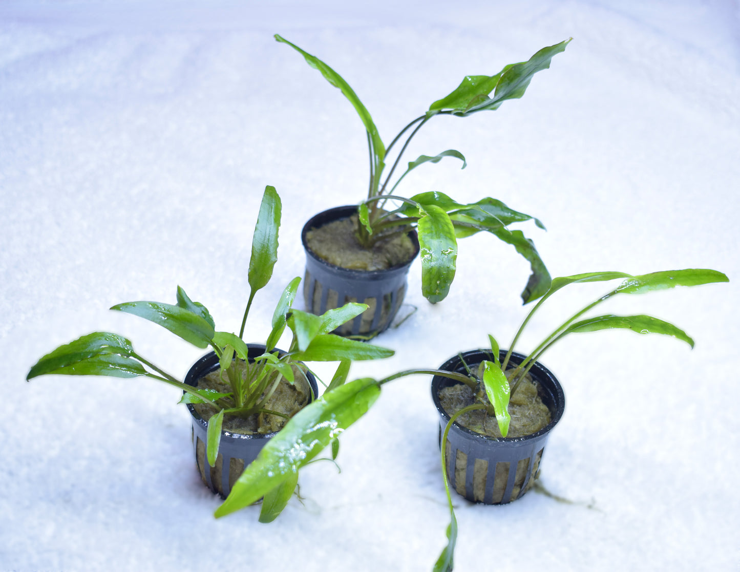 Cryptocoryne Wendtii var. "Lucens"