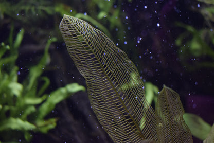 Aponogeton Madagascariensis, "Madagascar Lace Plant"