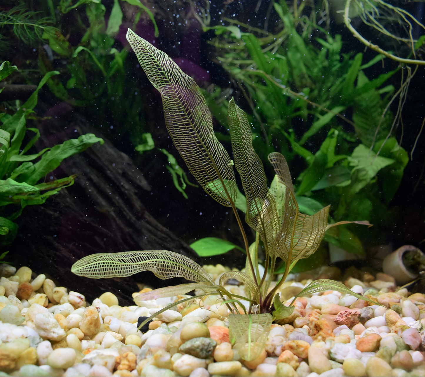 Aponogeton Madagascariensis, "Madagascar Lace Plant"