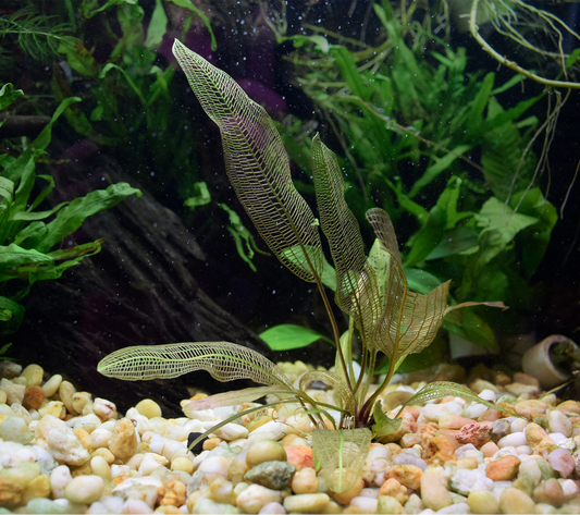 Aponogeton Madagascariensis, "Madagascar Lace Plant"