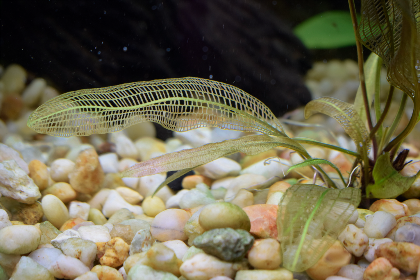 Aponogeton Madagascariensis, "Madagascar Lace Plant"