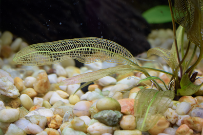 Aponogeton Madagascariensis, "Madagascar Lace Plant"