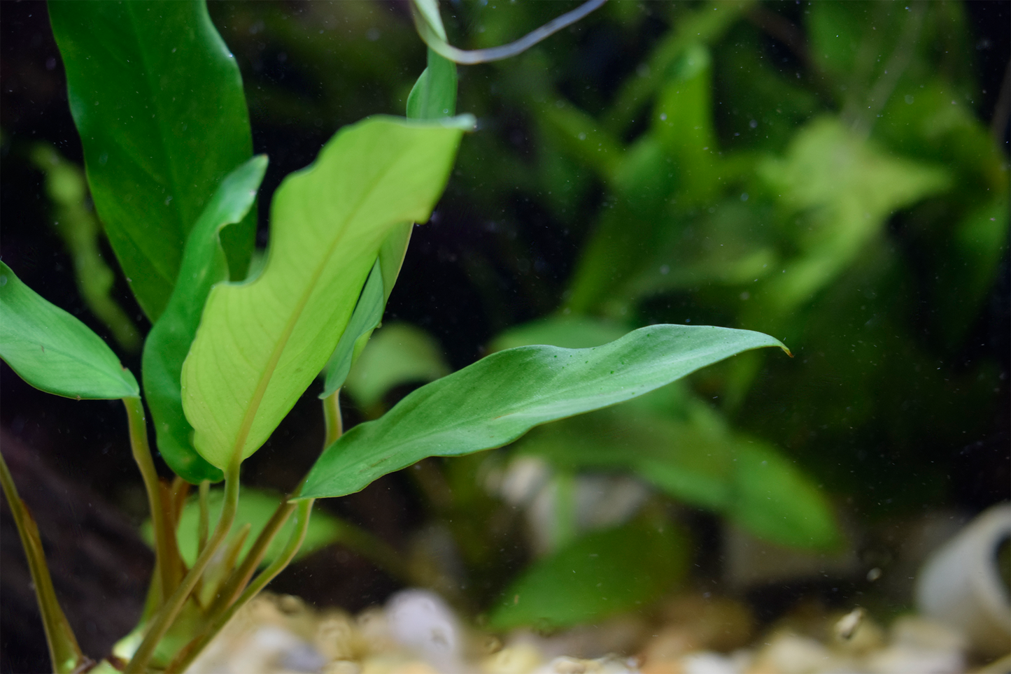 Anubias Barteri var. "Minima"
