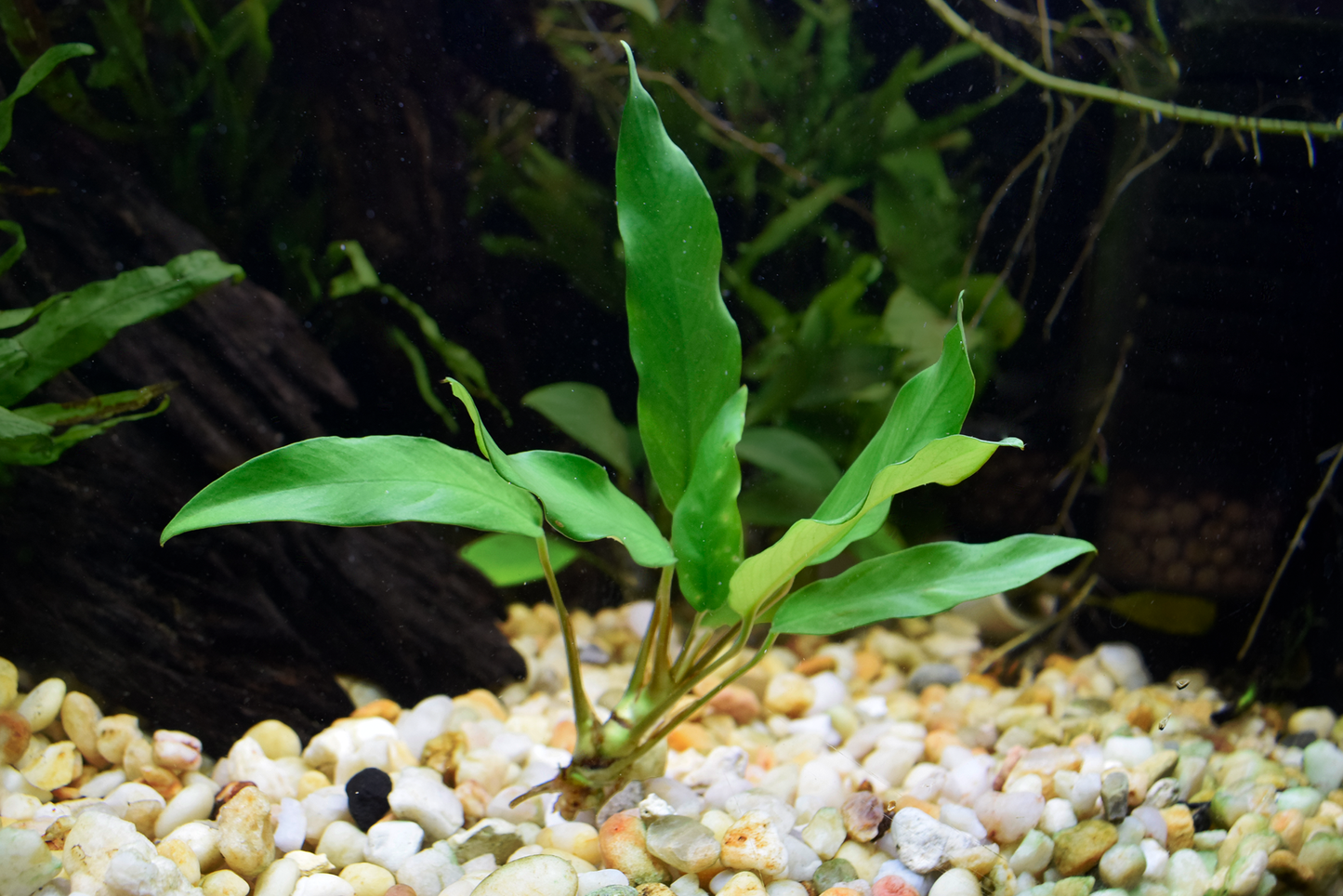 Anubias Barteri var. "Minima"