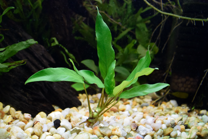 Anubias Barteri var. "Minima"