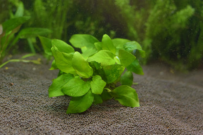 Anubias Barteri var. "Nana Golden"