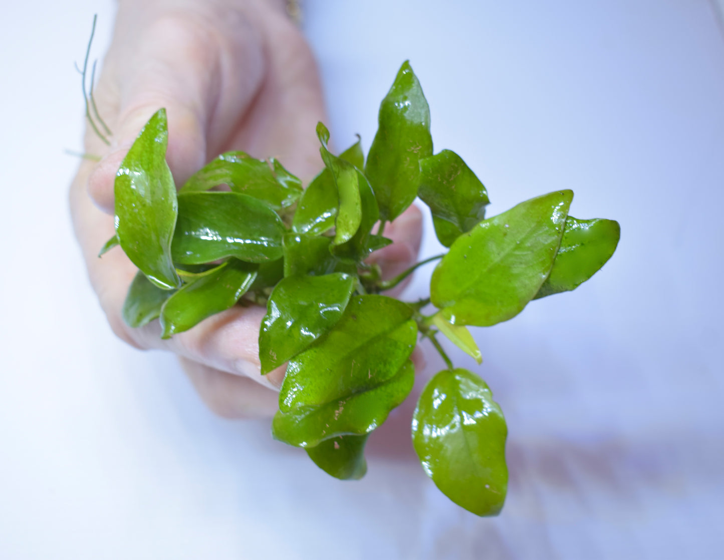 Anubias Barteri var. "Nana Golden"