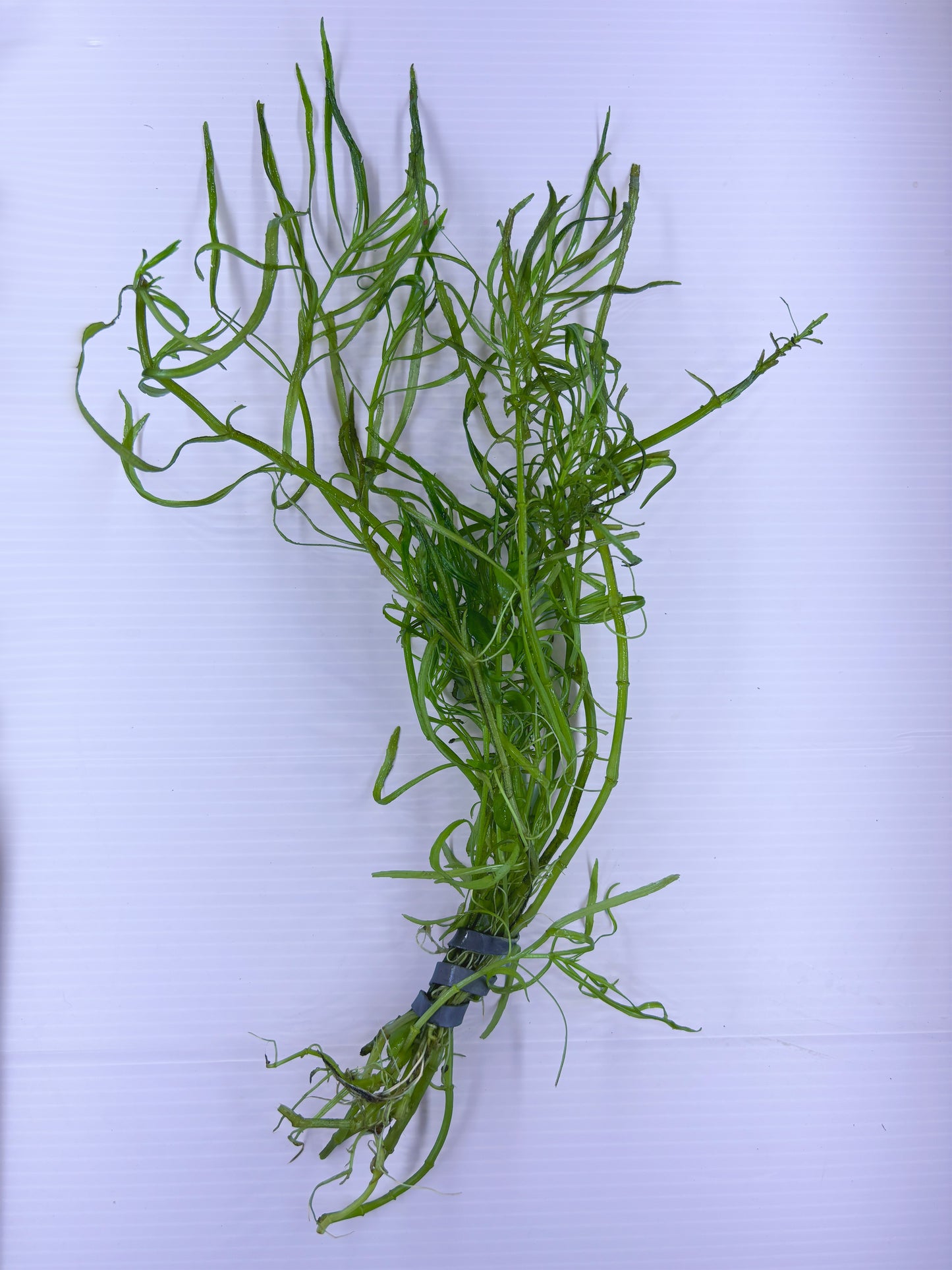 Pogostemon Stellatus