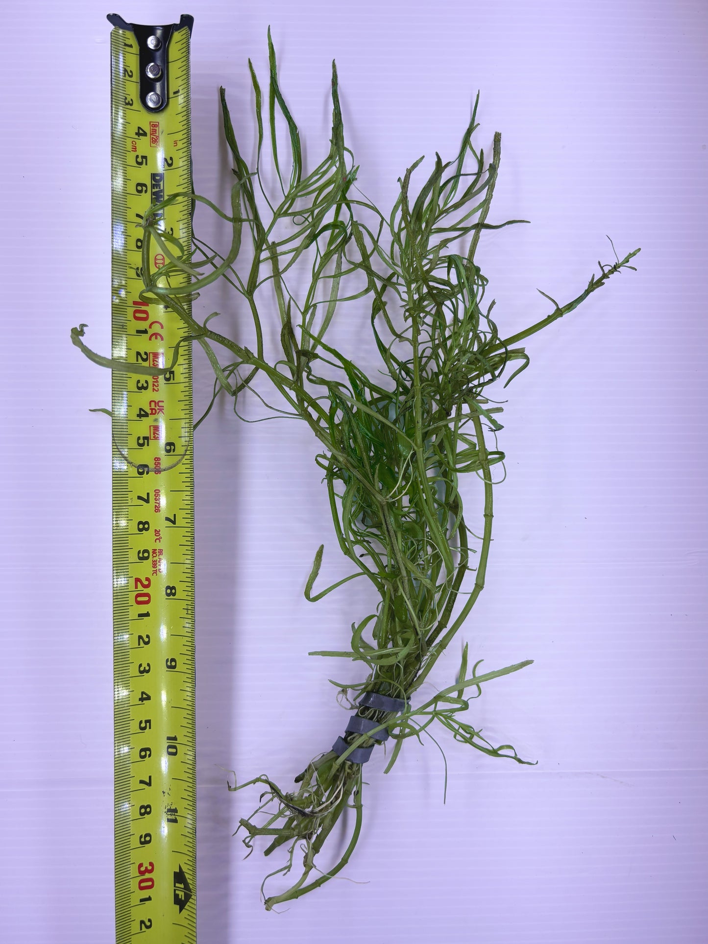 Pogostemon Stellatus