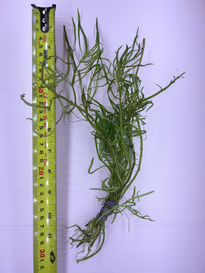 Pogostemon Stellatus