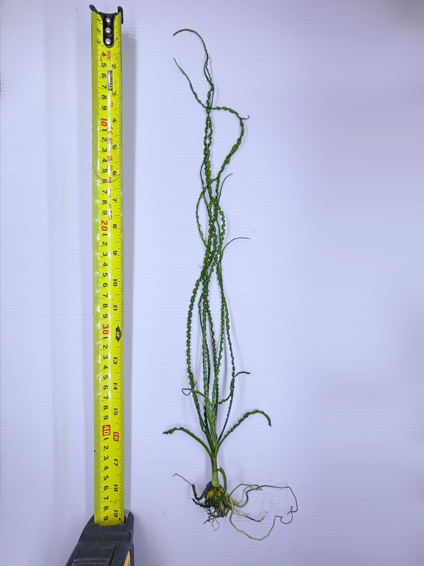 Crinum Calamistratum