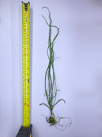 Crinum Calamistratum