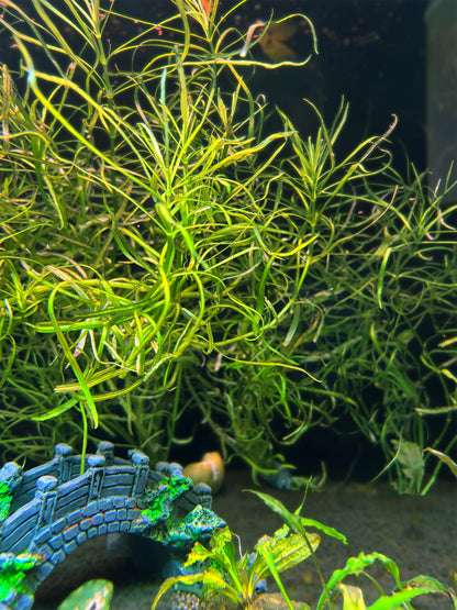 Pogostemon Stellatus