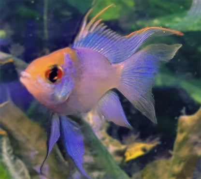 Electric Blue Ram