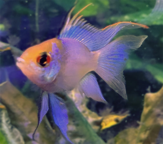 Electric Blue Ram