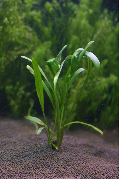 Cryptocoryne Retrospiralis