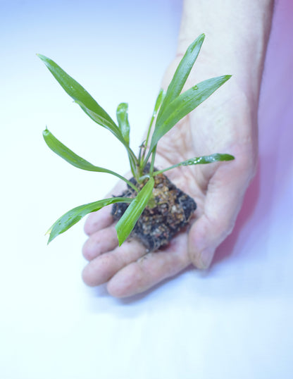 Cryptocoryne Retrospiralis