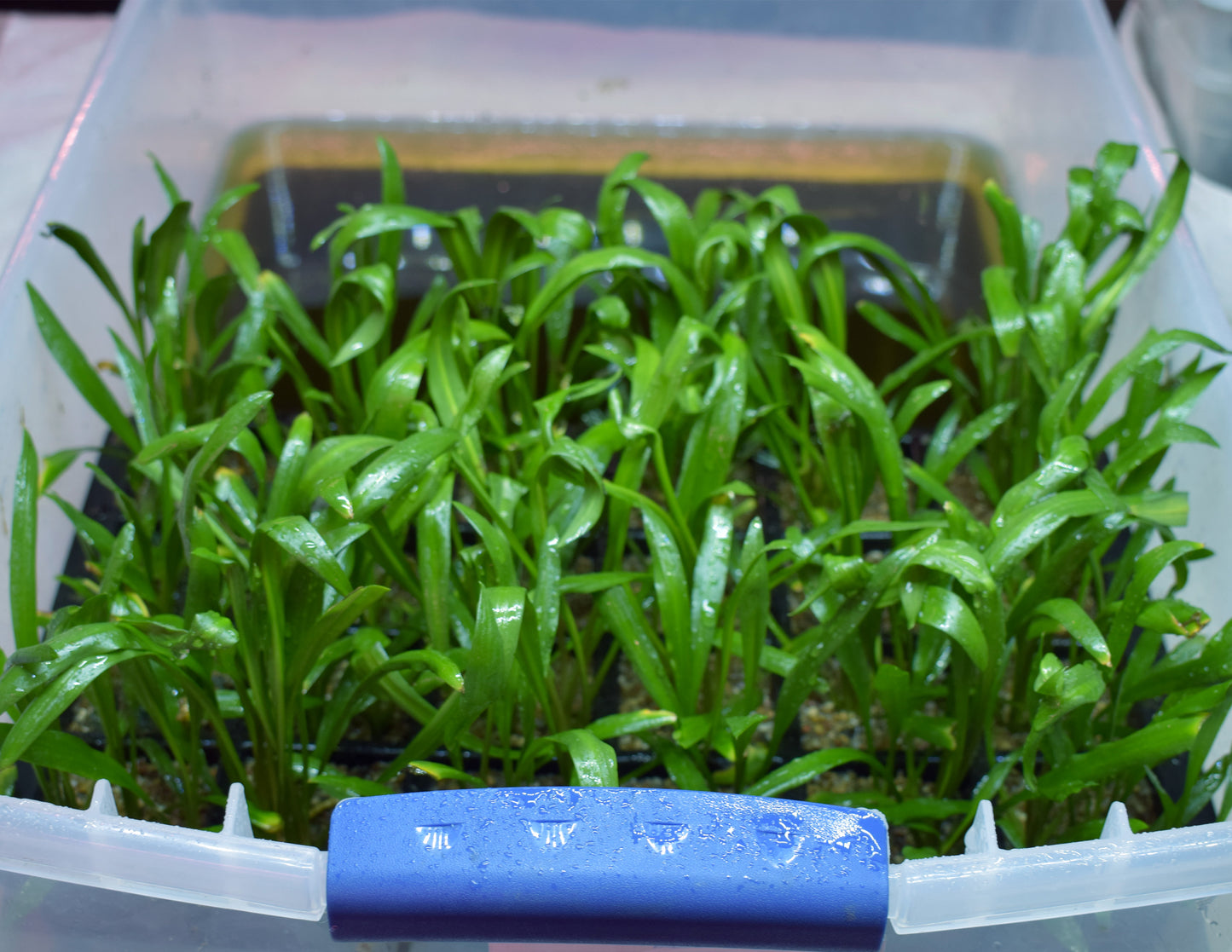 Cryptocoryne Retrospiralis