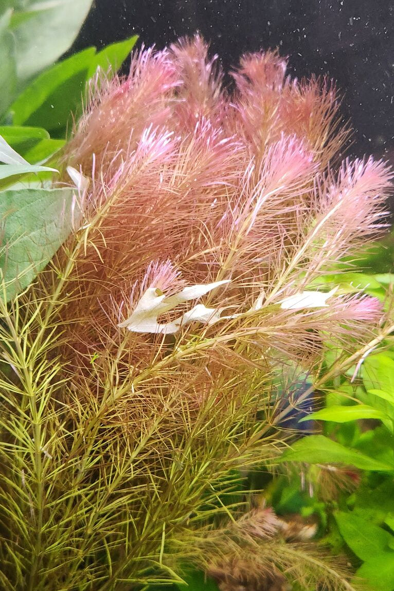 Rotala Wallichii