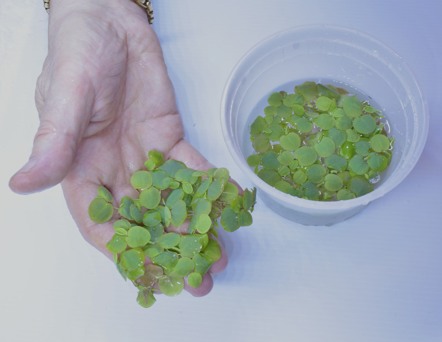 Red Root Floaters - Phyllanthus Fluitans