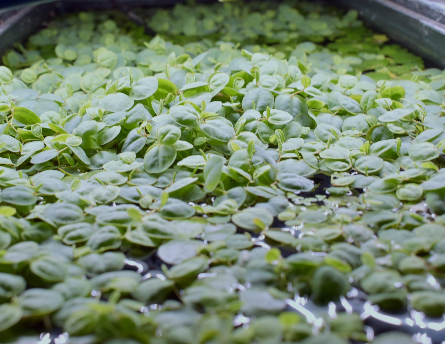 Red Root Floaters - Phyllanthus Fluitans