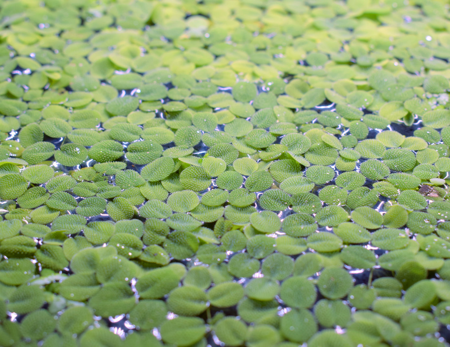 Salvinia Minima