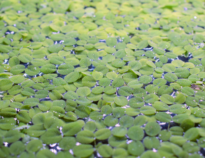 Salvinia Minima
