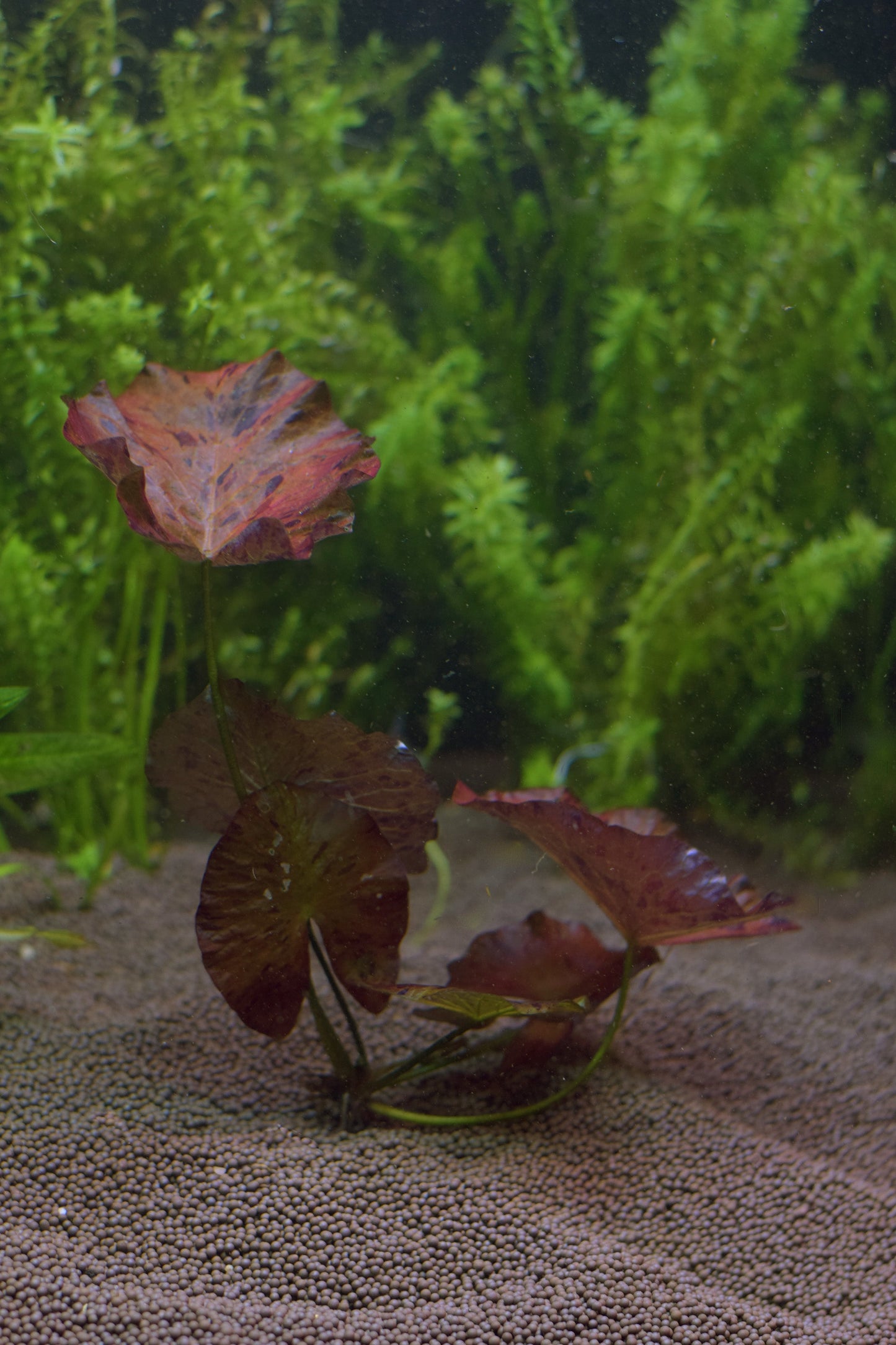 Nymphaea Lotus Rubra, "Red Tiger Lotus"