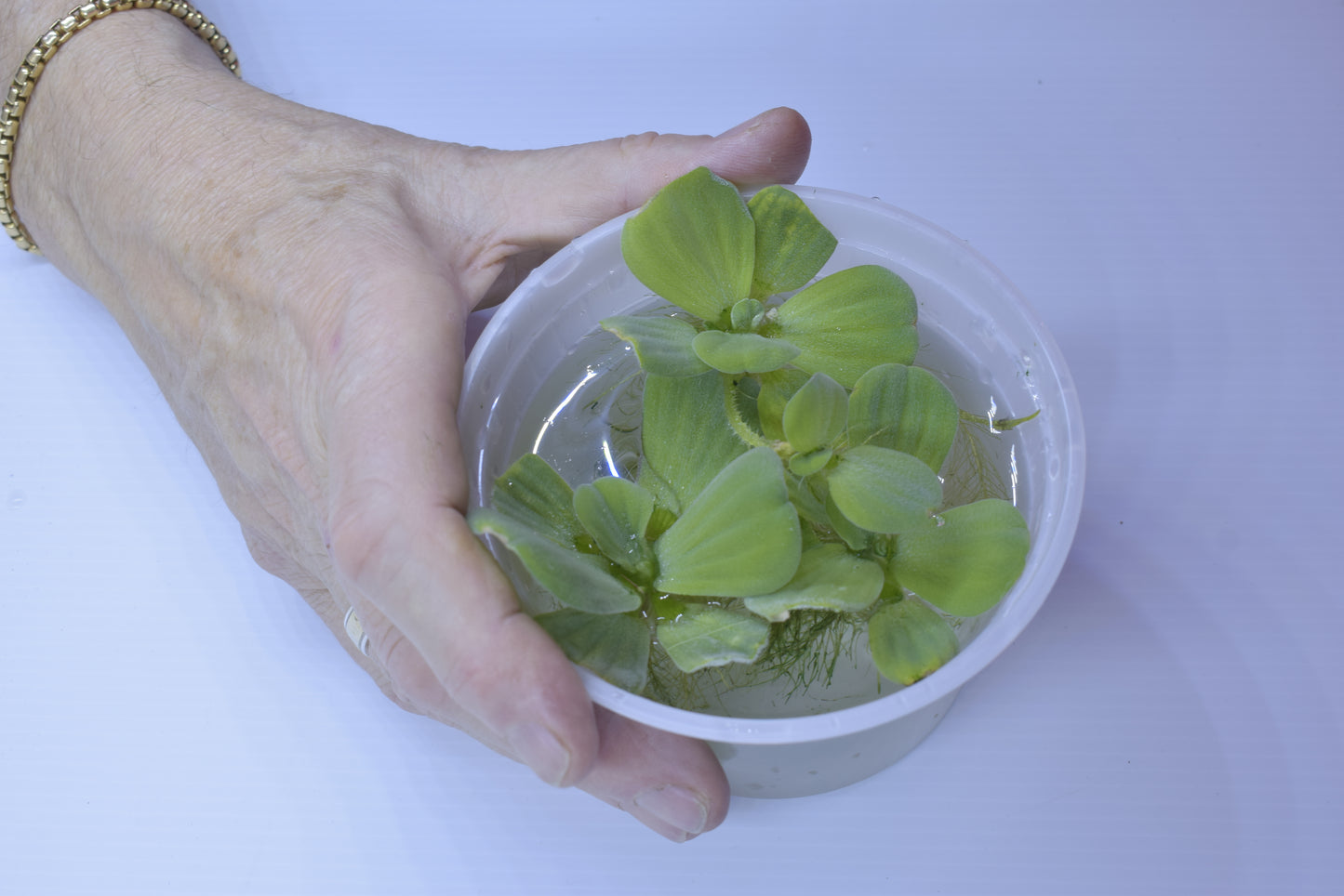 Large Water Lettuce - Pistia Stratiotes